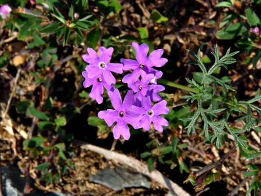 {Glandularia pulchella}